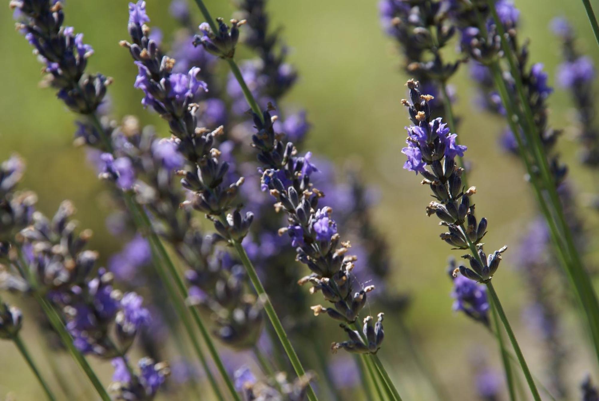 Cote Provence Hotell Le Thor Eksteriør bilde